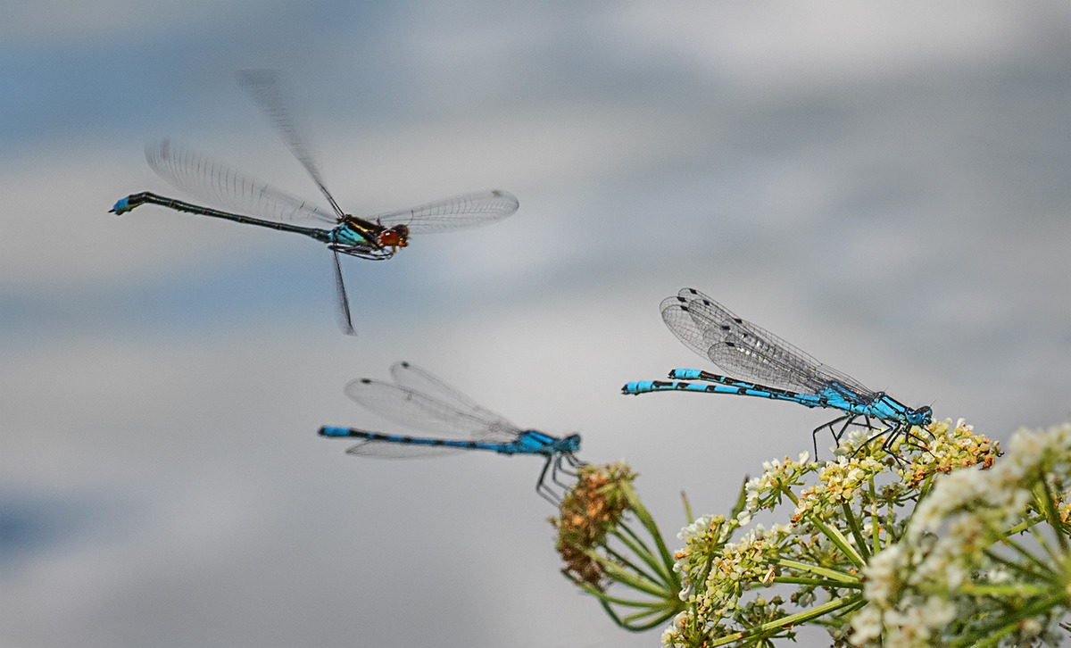 Red Eye and Common Blue Damselflies